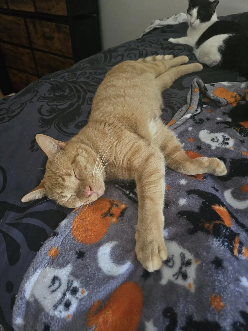A young medium-sized male Orange / Red Domestic Short Hair cat named Alfie for adoption in Harrisburg, PA
