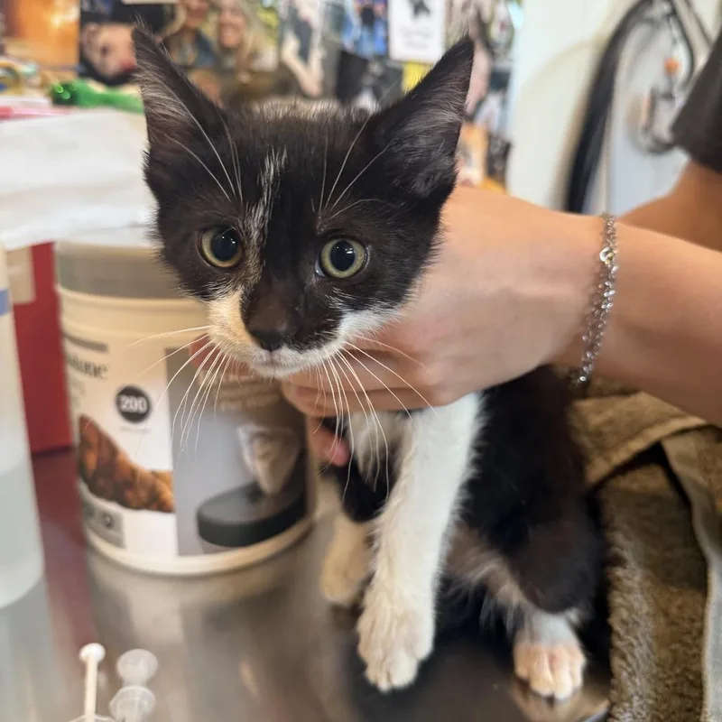 A baby small-sized male Black Domestic Short Hair cat named Po for adoption in Louisville, KY