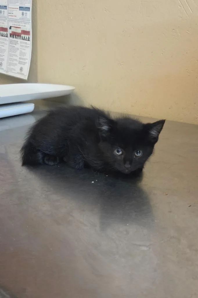 A baby small-sized male Domestic Short Hair cat named Rye for adoption in Shelbyville, TN