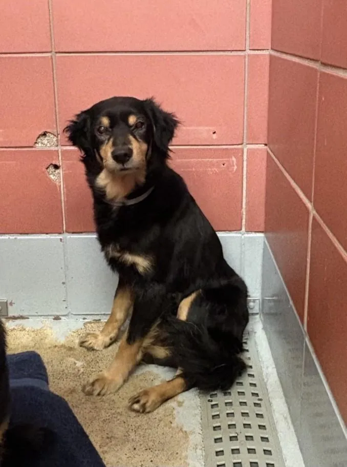 An adult medium-sized female Chihuahua dog named Sandy for adoption in Houston, TX