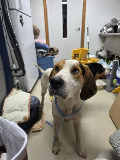An adult medium-sized male Coonhound dog named Nash for adoption in Sullivan, IN
