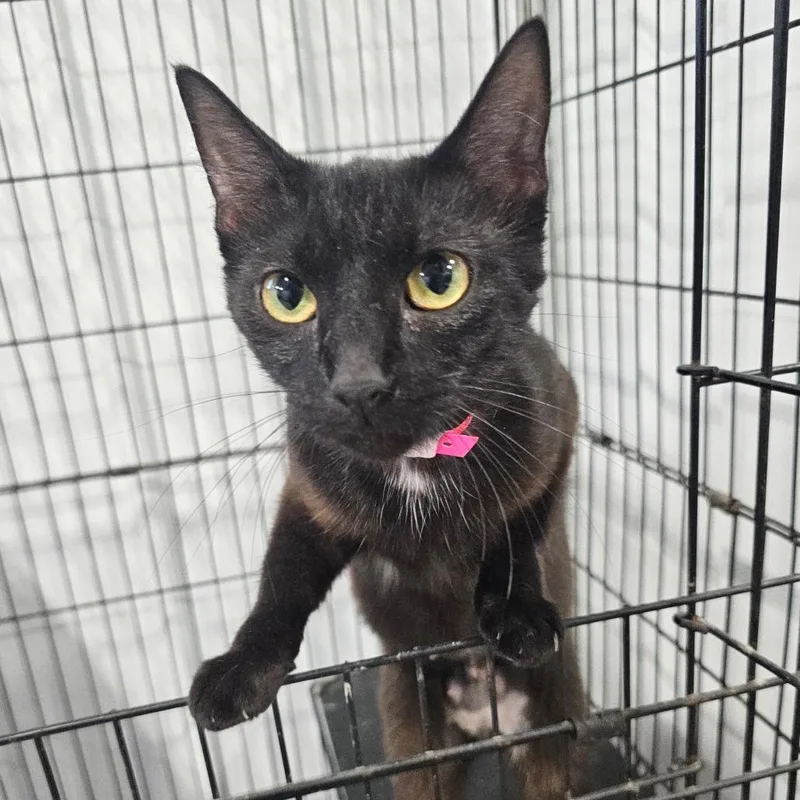 An adult small-sized female Black Manx cat named Bobbie Jo for adoption in Corydon, IN