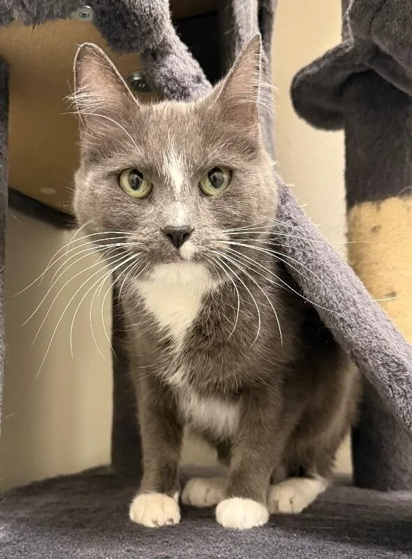 An adult medium-sized female Domestic Short Hair cat named Cloudy for adoption in Yankton, SD