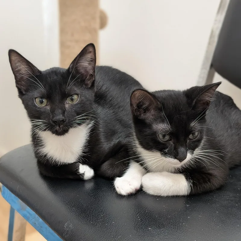 A baby medium-sized male Black & White / Tuxedo Domestic Short Hair cat named Traveler for adoption in St. Augustine, FL