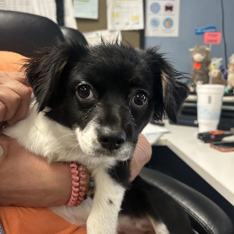A young small-sized female Black Mixed Breed dog named Gamble for adoption in St Joseph, MO