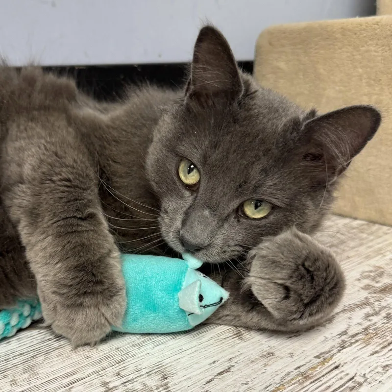 An adult large-sized male Gray / Blue / Silver Domestic Short Hair cat named Spooky for adoption in Hanover Park, IL