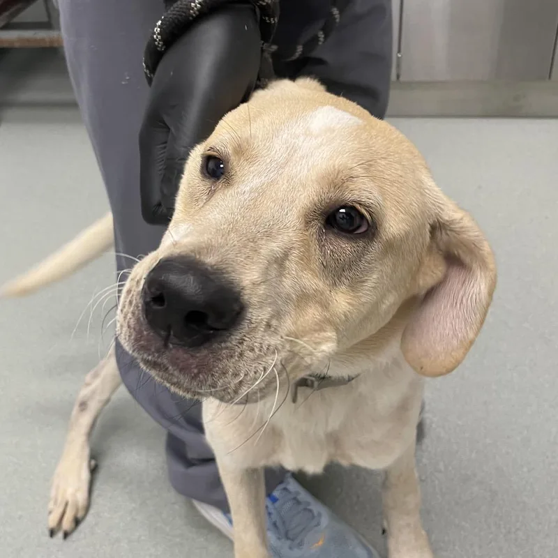 A young medium-sized male White / Cream Great Pyrenees dog named Rhett for adoption in Portland, OR