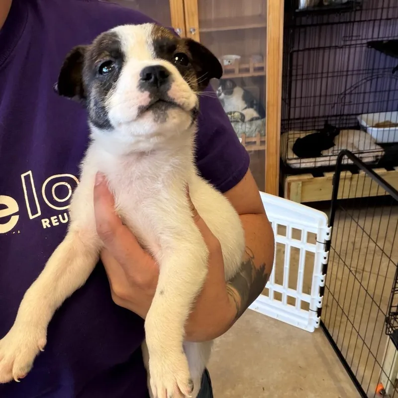 A baby small-sized male Mixed Breed dog named Cider for adoption in Webster, TX