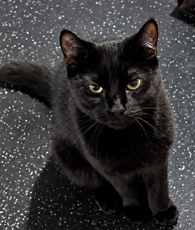 A baby small-sized male Domestic Medium Hair cat named Piglet for adoption in Kinston, NC