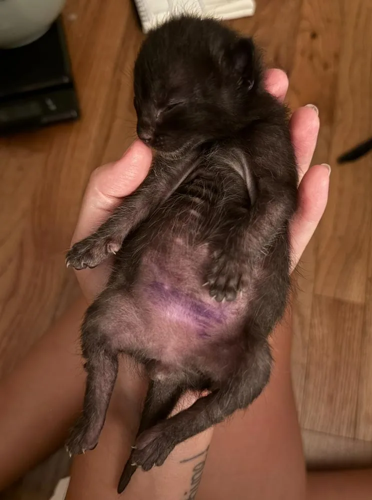 Piglet thumbnail 3