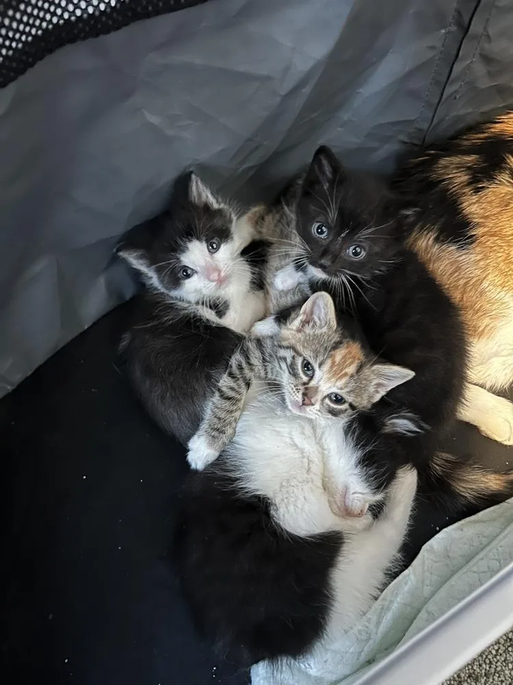 A baby small-sized female Domestic Short Hair cat named Eckerd for adoption in West Mifflin, PA