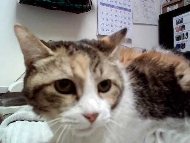 A senior large-sized female Domestic Short Hair cat named Rose for adoption in Martinez, CA