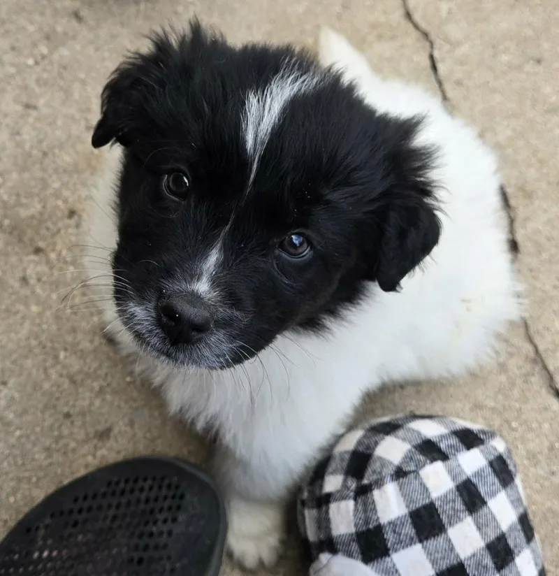 A baby medium-sized female Tricolor (Brown, Black, & White) Australian Shepherd dog named Elsie for adoption in South Bend, IN