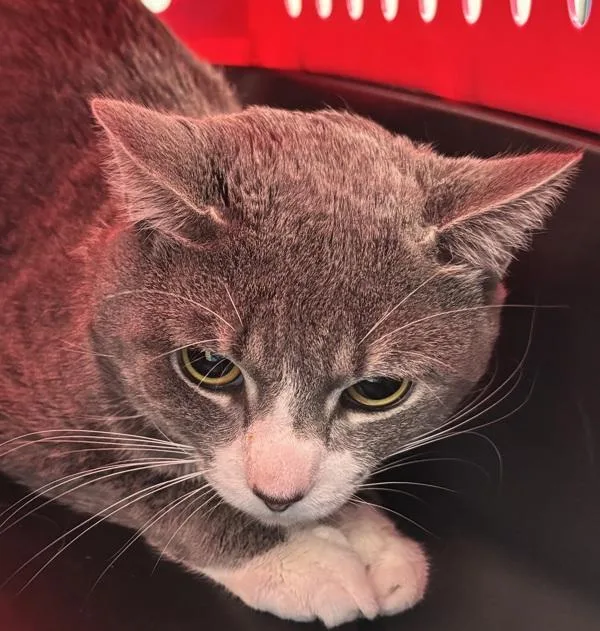 An adult medium-sized male Domestic Short Hair cat named Pj Prince Jr for adoption in Ridgewood, NY