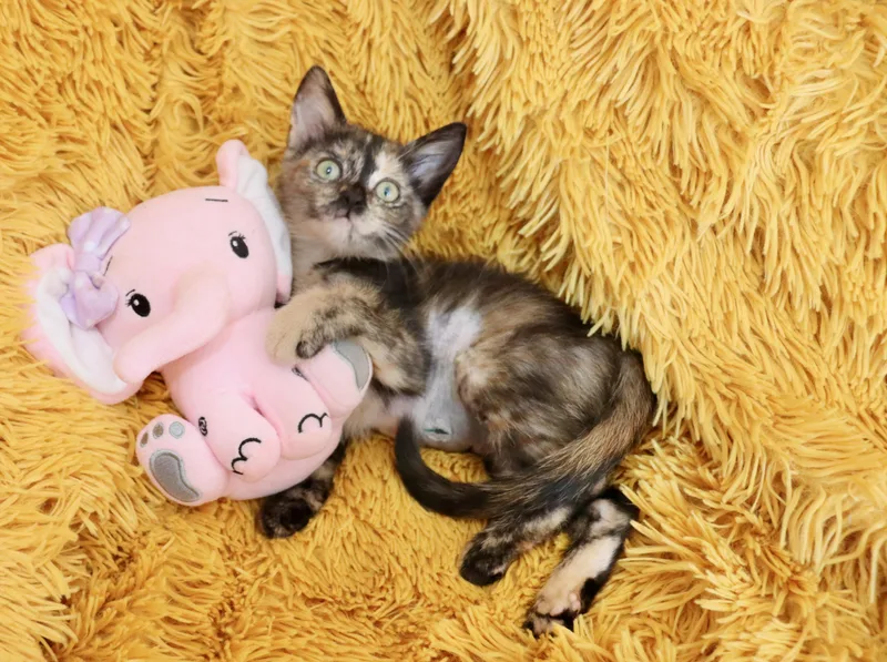 A baby medium-sized female Tortoiseshell cat named Antoinette for adoption in Saint Augustine, FL