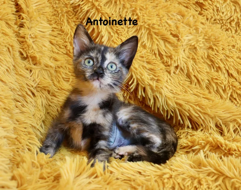 Antoinette thumbnail 3