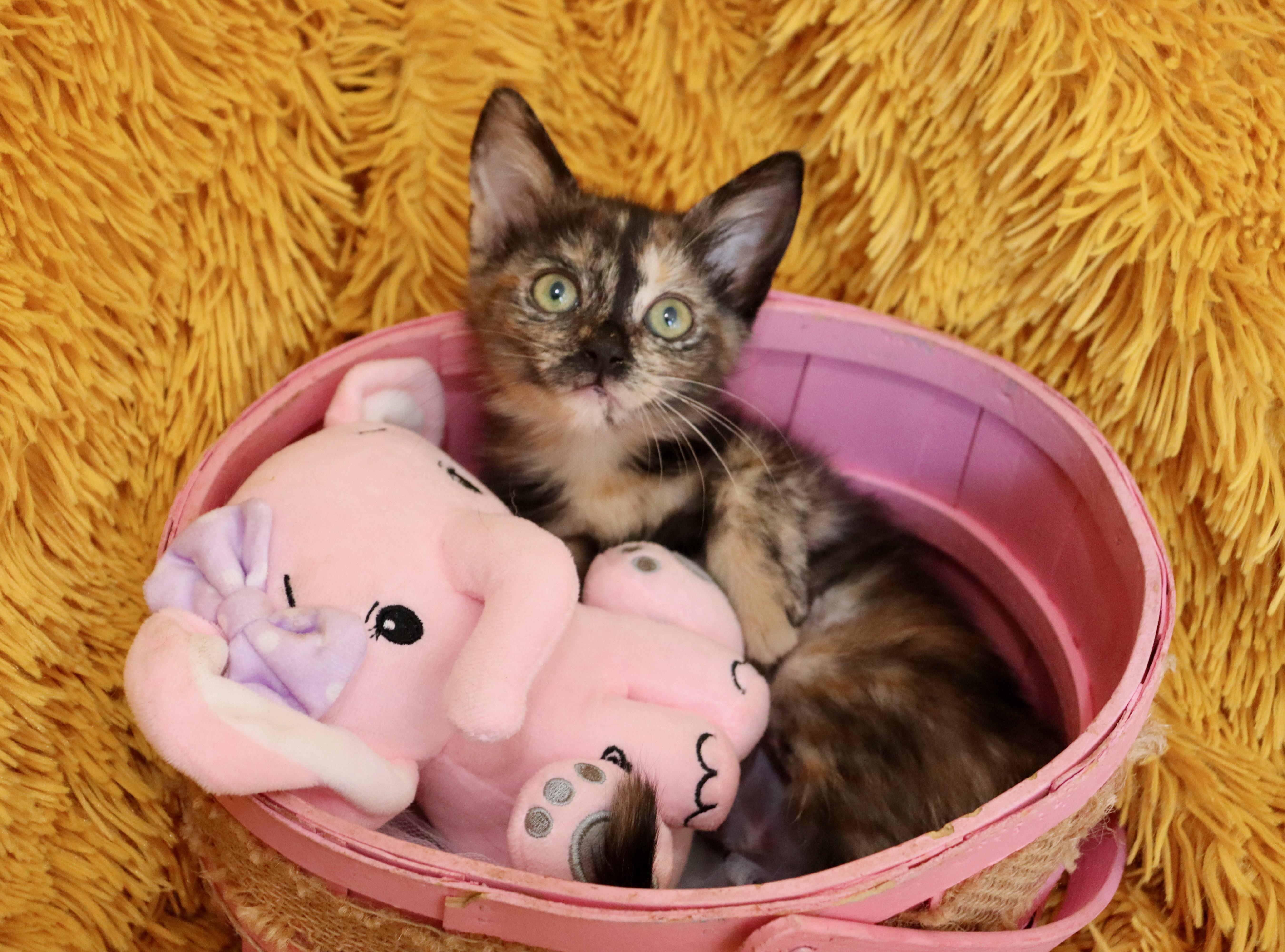 Antoinette thumbnail 5