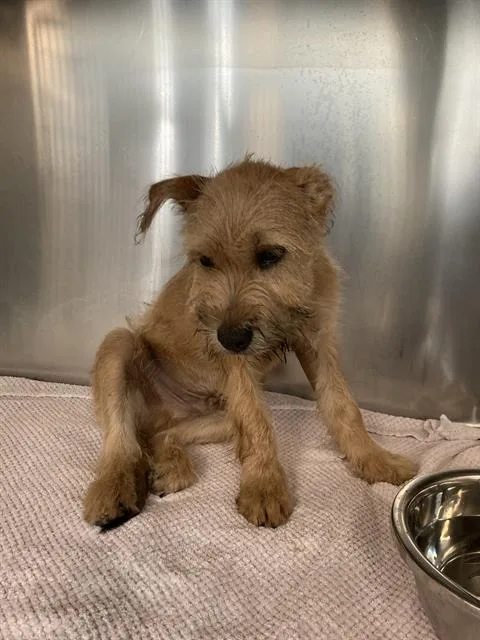 A baby small-sized male Yorkshire Terrier dog named Buster for adoption in Dallas, TX