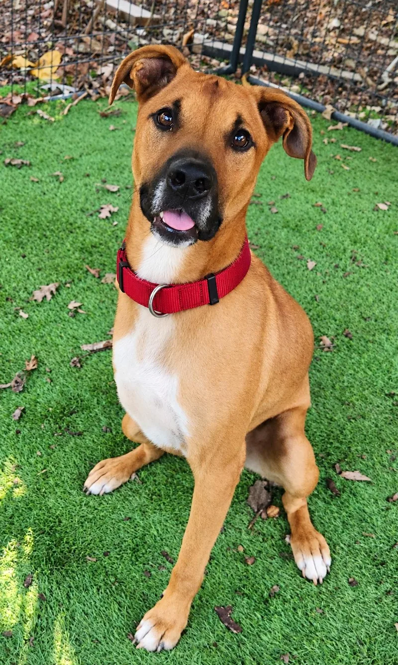 An adult medium-sized male Mountain Cur dog named Jasper for adoption in Pelzer, SC