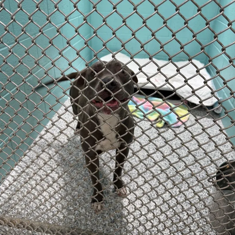 A young small-sized male Gray / Blue / Silver Mixed Breed dog named Chico for adoption in Port Charlotte, FL