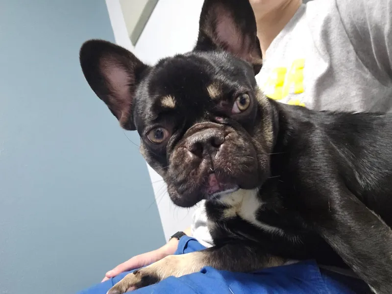 An adult medium-sized female French Bulldog dog named Stitch for adoption in Walker, LA