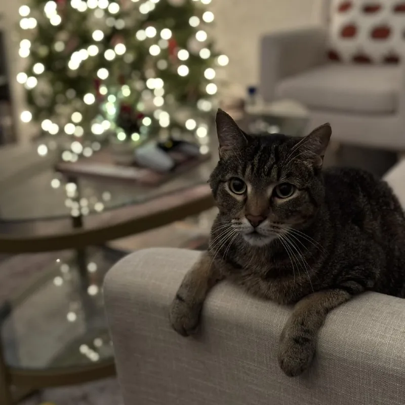 A senior medium-sized male Brown / Chocolate Domestic Short Hair cat named Zahir for adoption in Chicago, IL