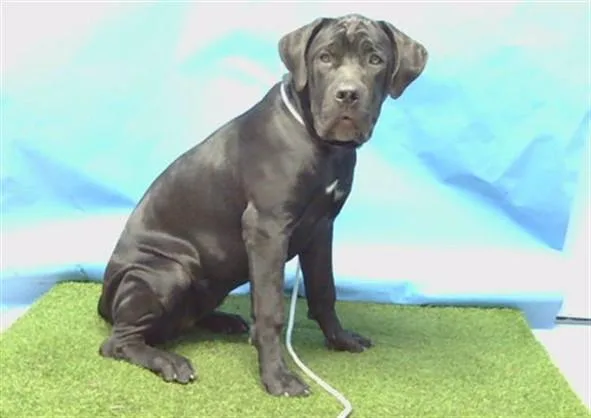 A young medium-sized female Cane Corso dog named A for adoption in Gardena, CA