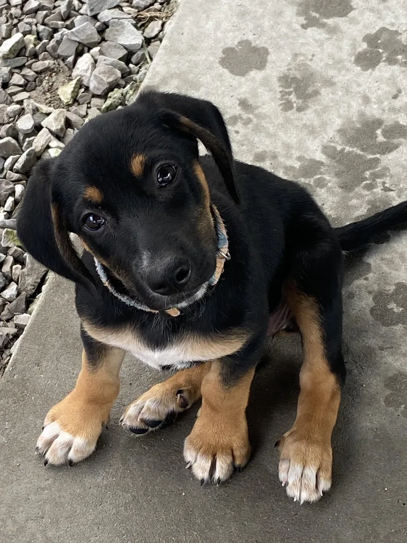 A baby medium-sized female Tricolor (Brown, Black, & White) Beagle dog named Callie for adoption in Hartford, KY