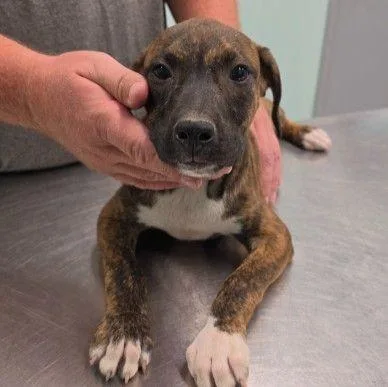 A baby small-sized female Mixed Breed dog named Cami for adoption in Westland, MI