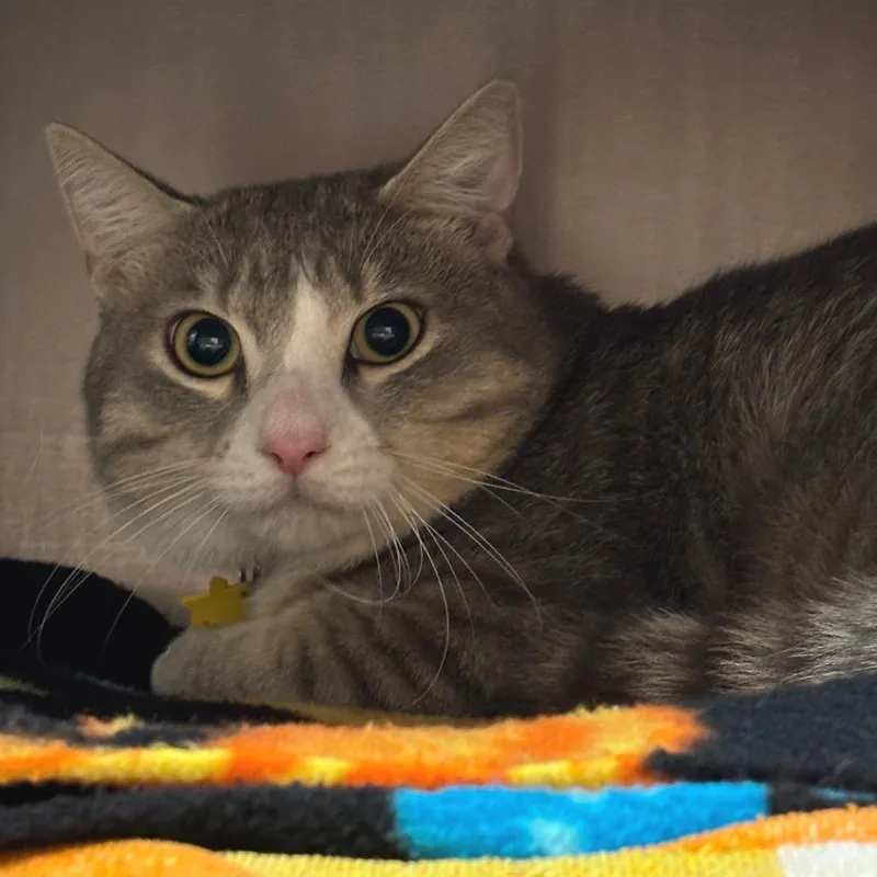 A young large-sized male Gray / Blue / Silver Domestic Short Hair cat named Baby Cat for adoption in Springfield, MA