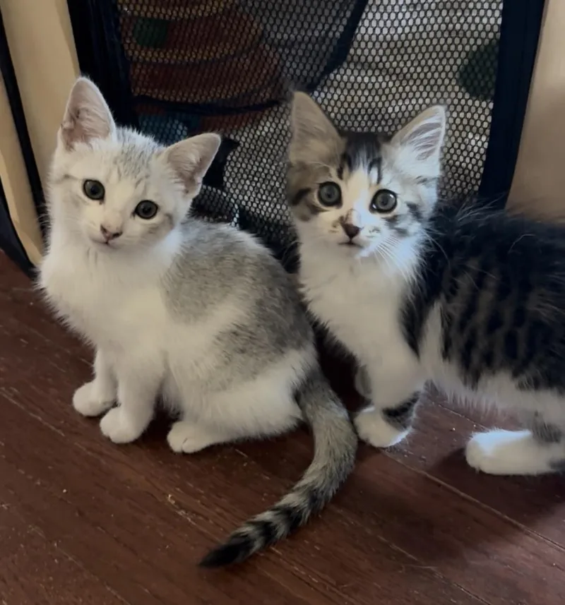 A baby medium-sized male Domestic Short Hair cat named Bo & Luke for adoption in Maple Valley, WA