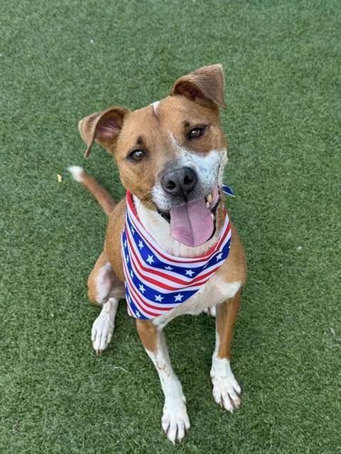 An adult medium-sized female Mixed Breed dog named Paisley for adoption in Dallas, TX