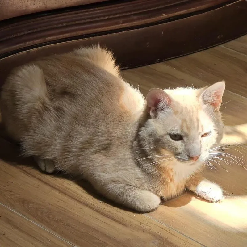 An adult medium-sized male Tabby (Orange / Red) Domestic Short Hair cat named Eclair for adoption in Bentonville, AR