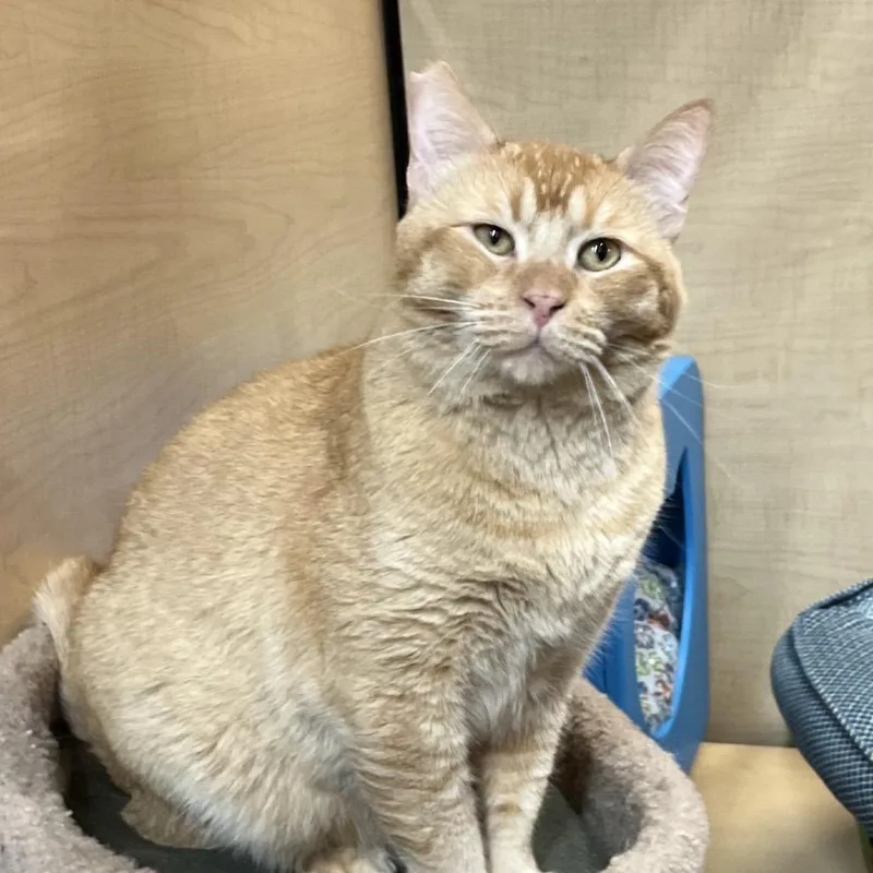 King Charles Iii thumbnail 2