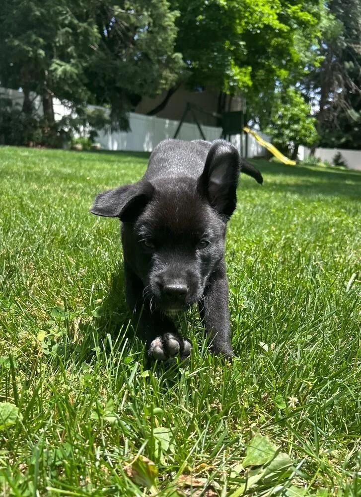 Oak  Tree Litter thumbnail 4