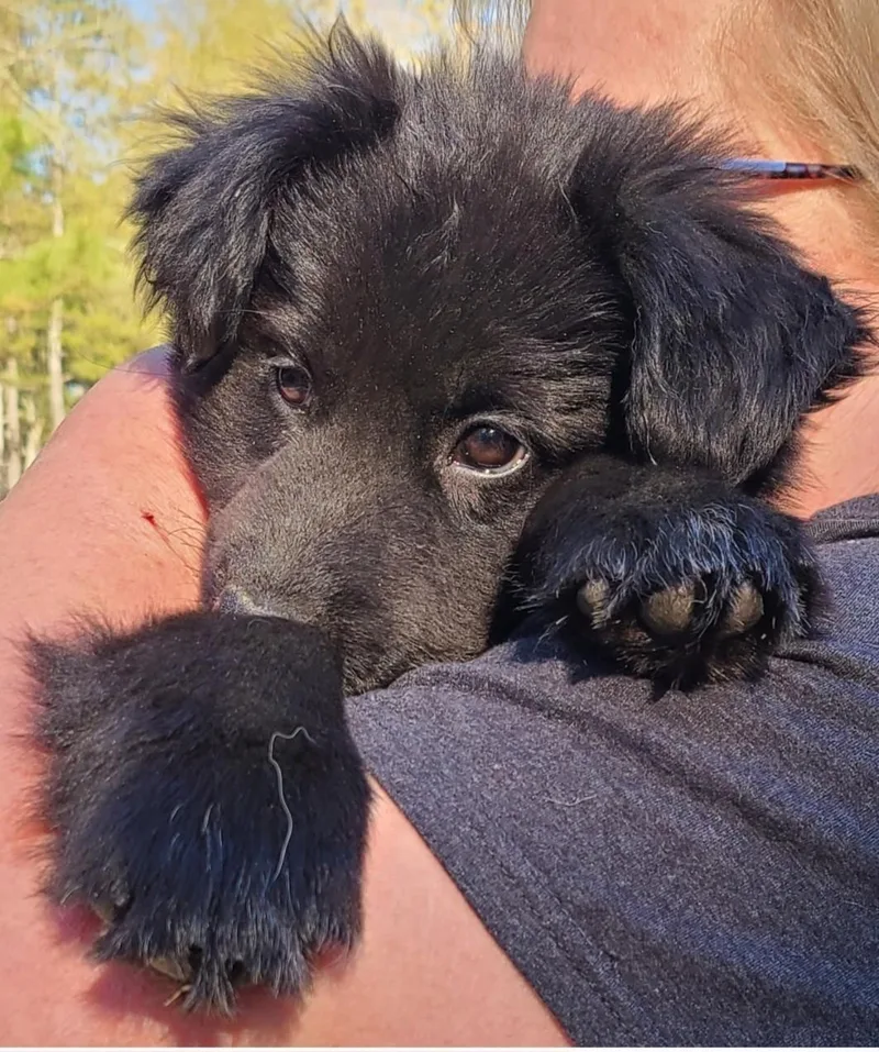 A baby medium-sized male Bicolor German Shepherd Dog dog named Hook for adoption in Sanford, NC