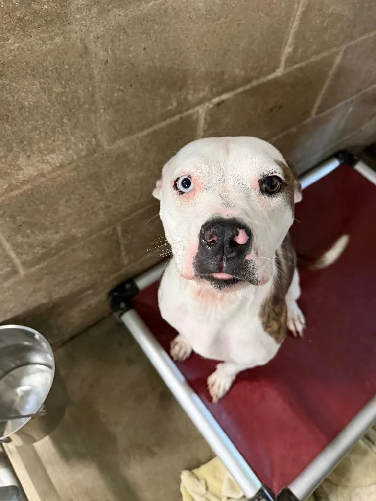 A young medium-sized female Pit Bull Terrier dog named Violet for adoption in Virginia, MN