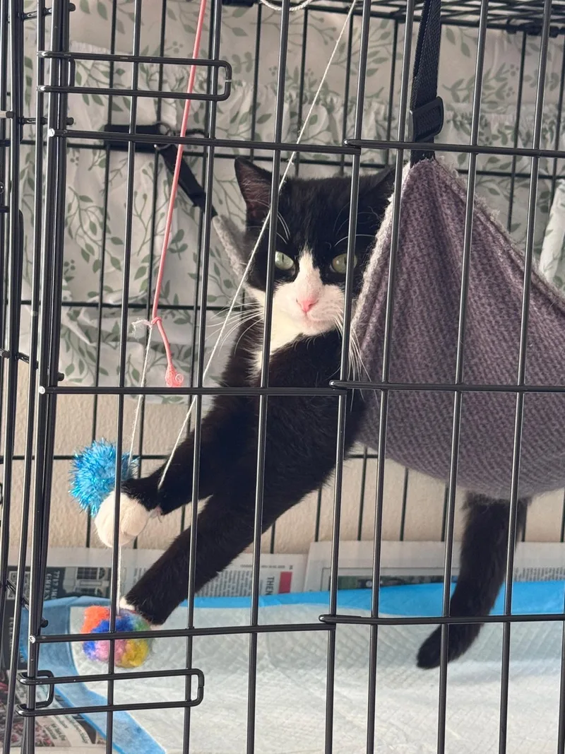 A young small-sized male Black & White / Tuxedo Domestic Short Hair cat named Gemini for adoption in Brooklyn, NY