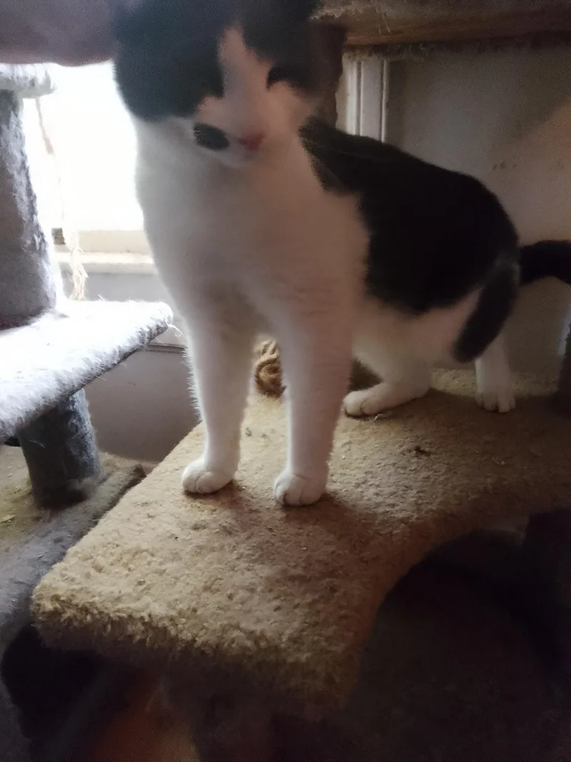 Augustus