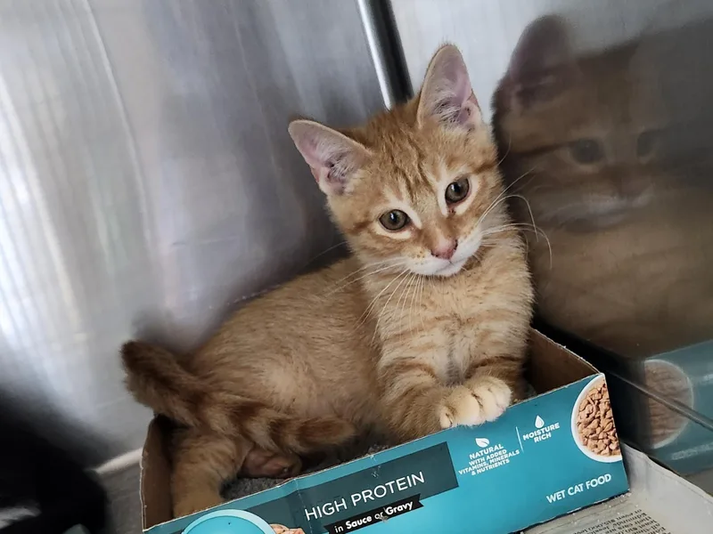 A baby small-sized male Tabby (Orange / Red) Tabby cat named Starbucks for adoption in East Brunswick, NJ