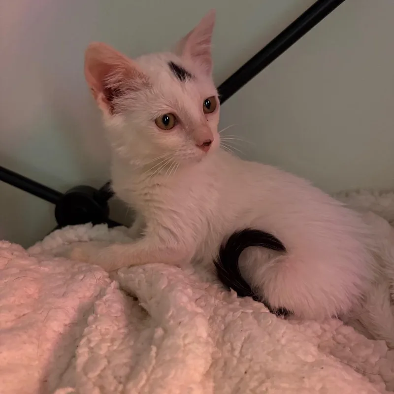 A baby small-sized male White Domestic Short Hair cat named Elliot for adoption in Fulton, MO