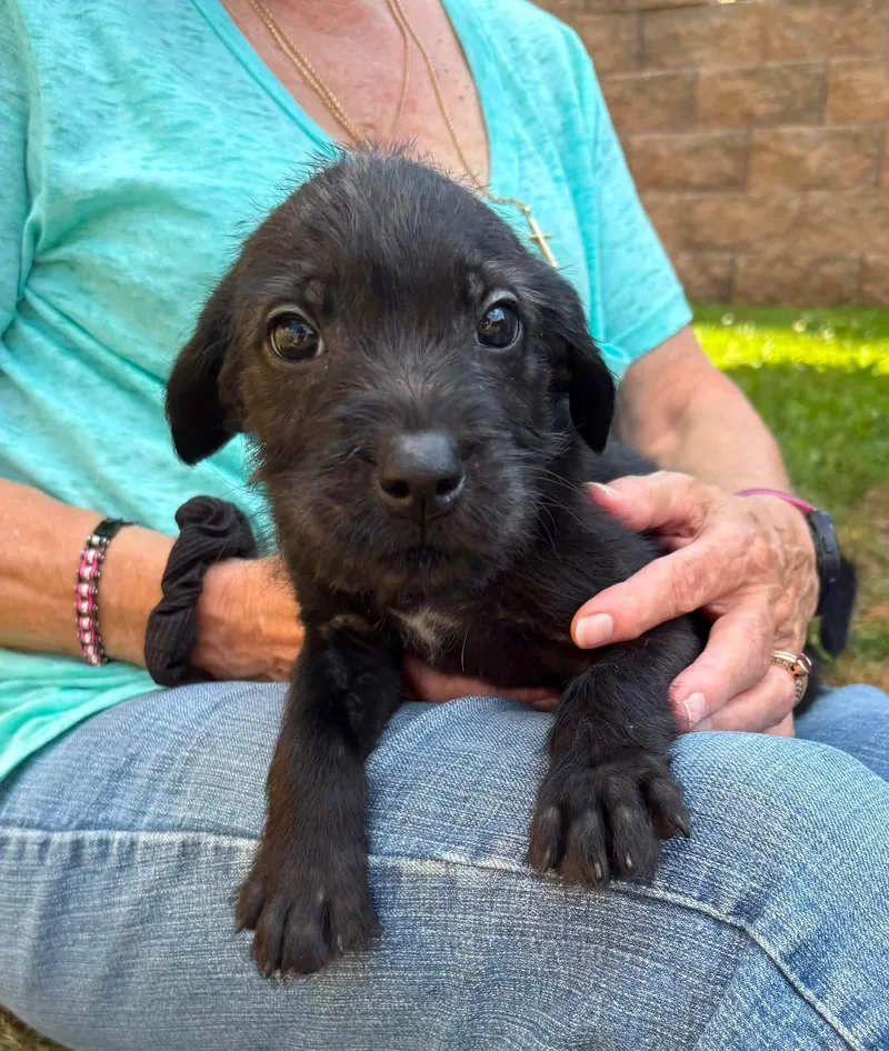 A baby medium-sized male Black Pit Bull Terrier dog named Baked Beans for adoption in Vandergrift, PA