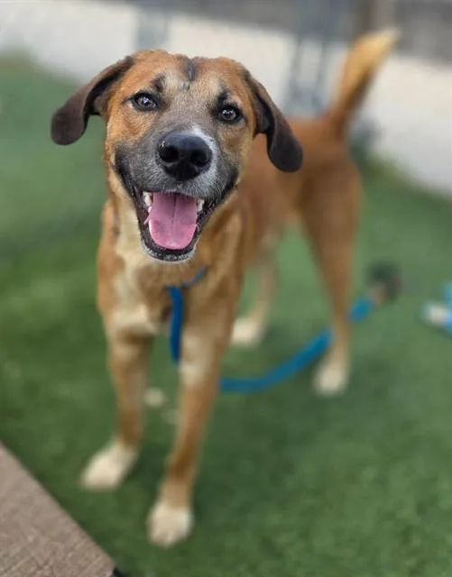 A young medium-sized male Mixed Breed dog named Mossby for adoption in Columbia, SC