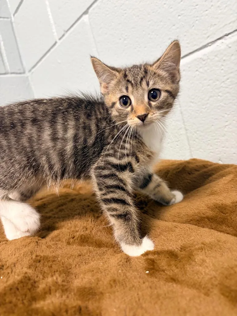 A baby medium-sized female Domestic Short Hair cat named Lucario for adoption in Huntington, IN