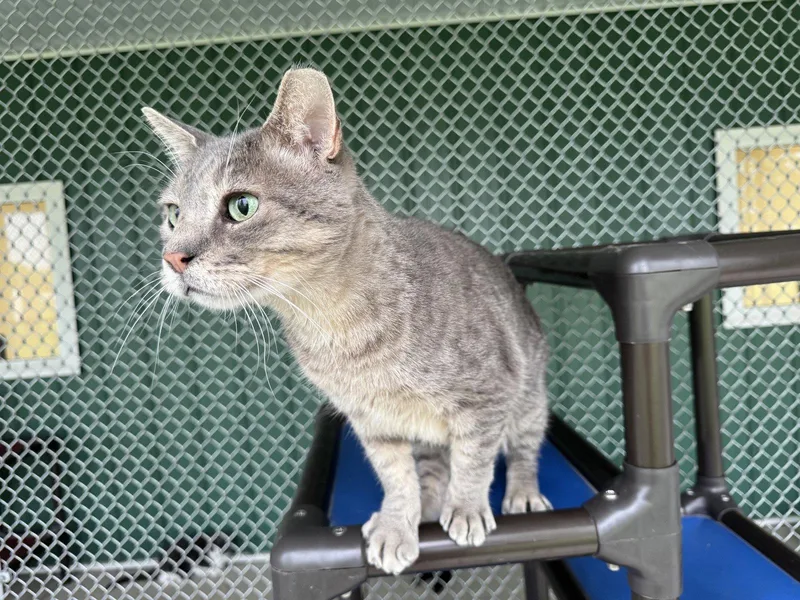 An adult medium-sized male Tiger cat named Goobert for adoption in Austin, MN