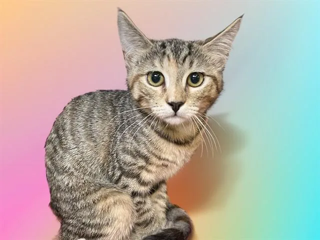 A baby medium-sized female Domestic Short Hair cat named Jan for adoption in Fort Lauderdale, FL