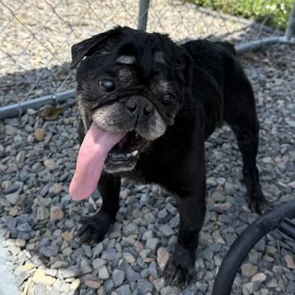 An adult small-sized male Pug dog named Loki for adoption in Cumberland, MD