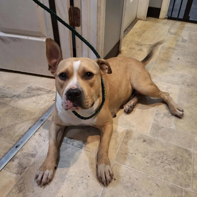 An adult medium-sized female Yellow / Tan / Blond / Fawn Mixed Breed dog named Maple for adoption in Boaz, AL