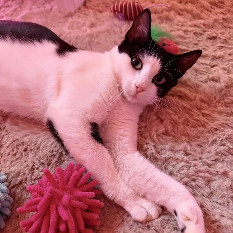 A young medium-sized female Black & White / Tuxedo Domestic Short Hair cat named Shortcake for adoption in Naugatuck, CT