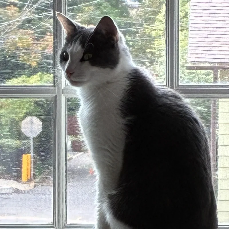 Stevie Grey thumbnail 2